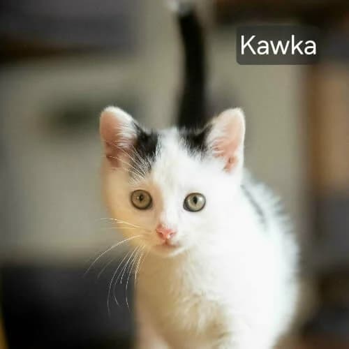 KOCIAKI, male young Mixed Breed for adoption at Fundacja Puszatek, Warszawa