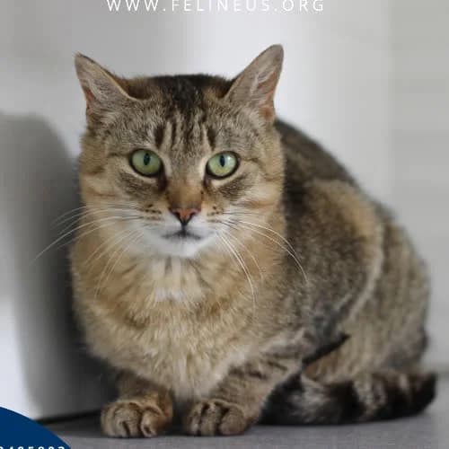 Sabinka, female puppy Mixed Breed for adoption at Fundacja Puszatek, Warszawa
