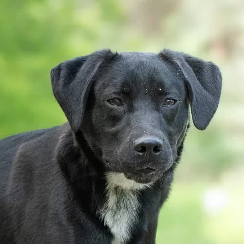 labkowatyTINGHARI, male puppy Mixed Breed for adoption at Fundacja Puszatek, Warszawa