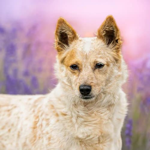 perełka JUMINI, female puppy Mixed Breed for adoption at Fundacja Puszatek, Warszawa