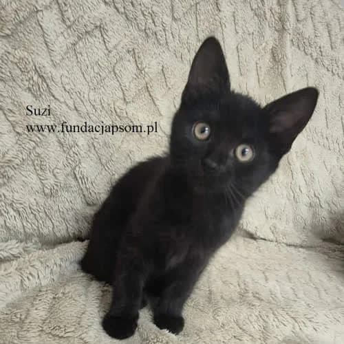 Suzi, female young Mixed Breed for adoption at Fundacja Puszatek, Warszawa
