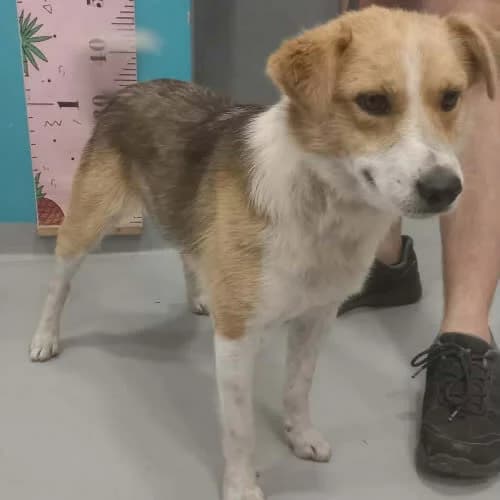 Astor, male puppy Mixed Breed for adoption at Fundacja Puszatek, Warszawa