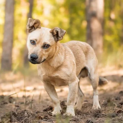 przyjazny SPANKY, male puppy Mixed Breed for adoption at Fundacja Puszatek, Warszawa