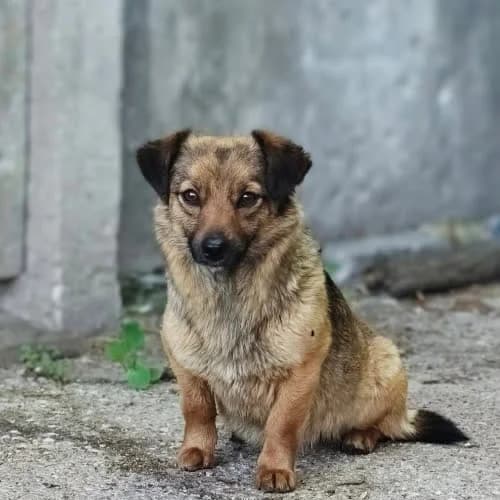 mikrosunia, female puppy Mixed Breed for adoption at Fundacja Puszatek, Warszawa