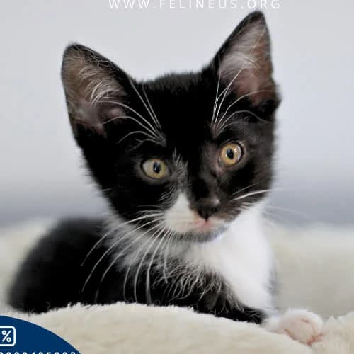 Kit, male 3yo Mixed Breed for adoption at Fundacja Puszatek, Warszawa