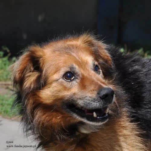 Emol, male 5yo Mixed Breed for adoption at Fundacja Puszatek, Warszawa