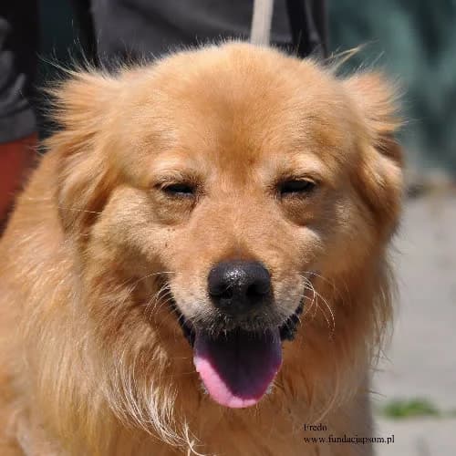 Fredo, male puppy Mixed Breed for adoption at Fundacja Puszatek, Warszawa