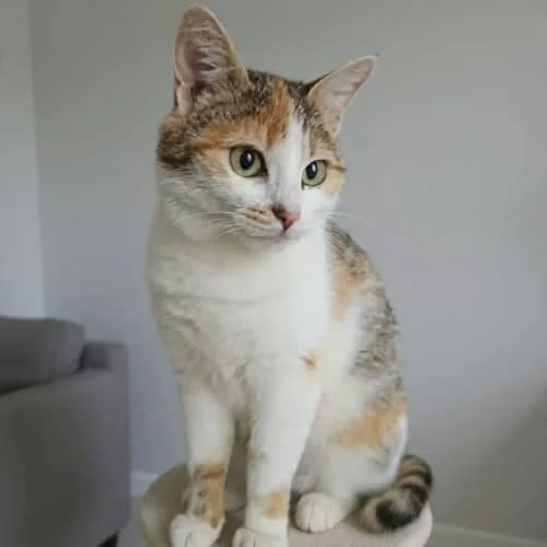 Rudzia, female 4yo Mixed Breed for adoption at Fundacja Puszatek, Warszawa