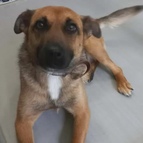Dobrusia, female puppy Mixed Breed for adoption at Fundacja Puszatek, Warszawa