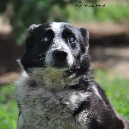 Kusy, male puppy Mixed Breed for adoption at Fundacja Puszatek, Warszawa