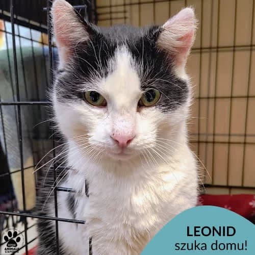 Leonid, male 5yo Mixed Breed for adoption at Fundacja Puszatek, Warszawa