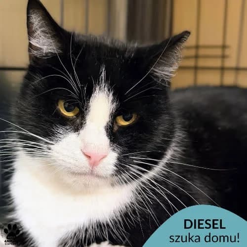 Diesel, male 6yo Mixed Breed for adoption at Fundacja Puszatek, Warszawa