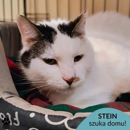 Stein, male 5yo Mixed Breed for adoption at Fundacja Puszatek, Warszawa