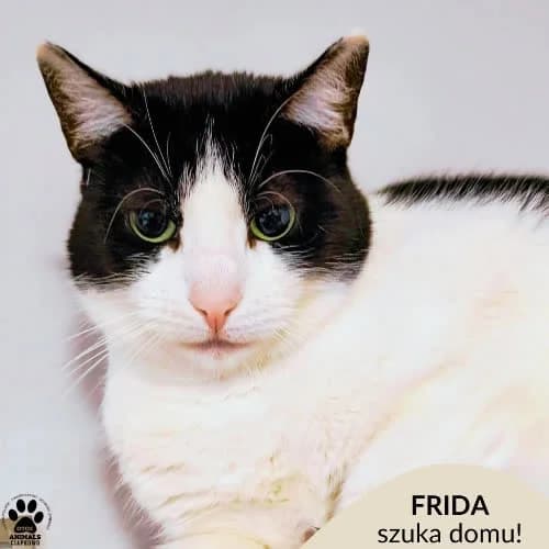 Frida, female 5yo Mixed Breed for adoption at Fundacja Puszatek, Warszawa