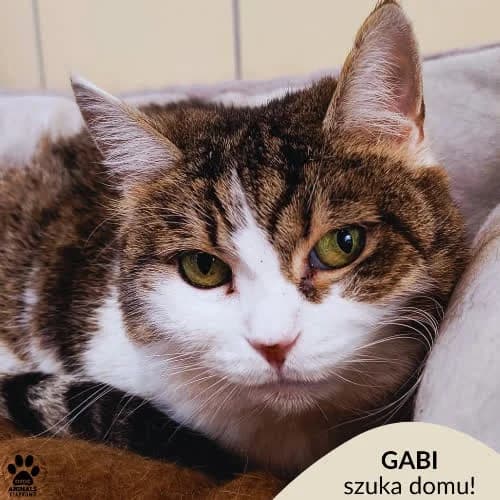 Gabi, female 4yo Mixed Breed for adoption at Fundacja Puszatek, Warszawa