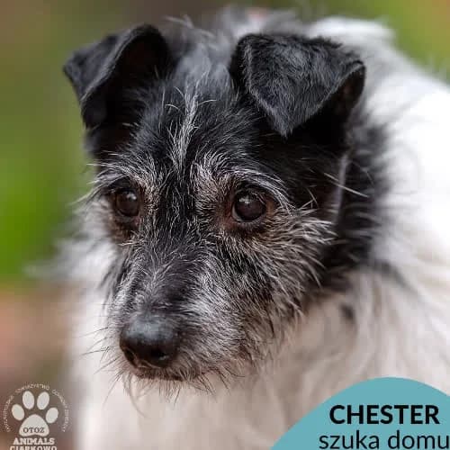 Chester, male senior Mixed Breed for adoption at Fundacja Puszatek, Warszawa