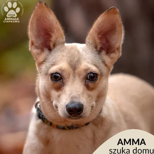 Amma, female 4yo Mixed Breed for adoption at Fundacja Puszatek, Warszawa