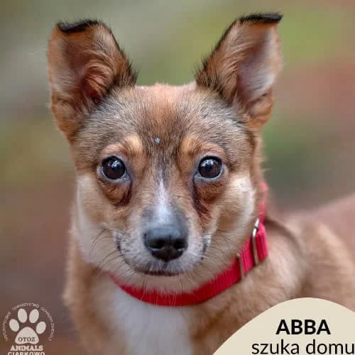 Abba, female 4yo Mixed Breed for adoption at Fundacja Puszatek, Warszawa