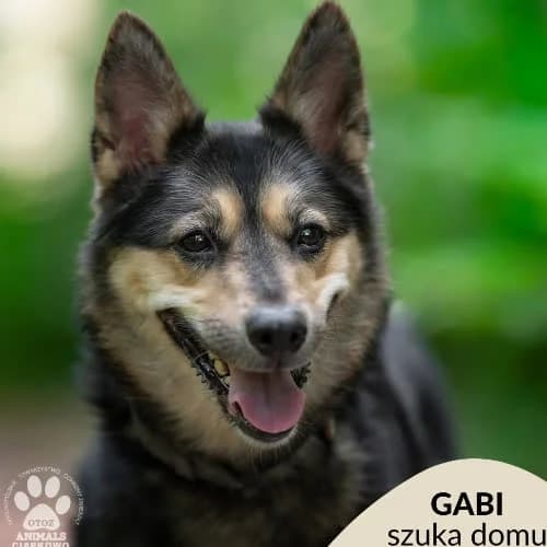 Gabi, female 5yo Mixed Breed for adoption at Fundacja Puszatek, Warszawa