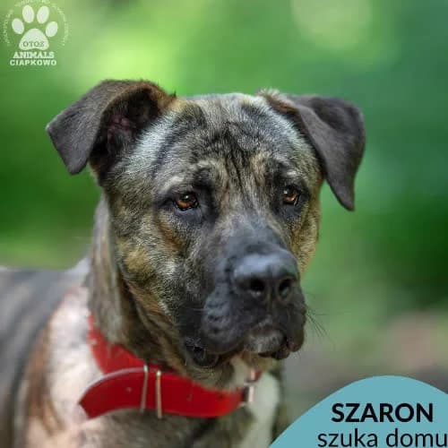Szaron, male puppy Mixed Breed for adoption at Fundacja Puszatek, Warszawa