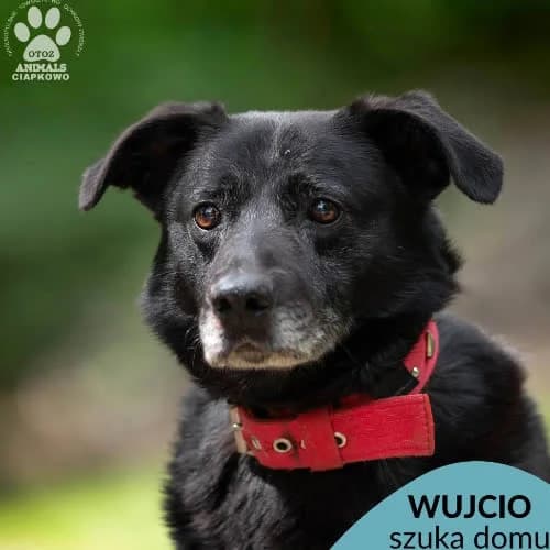 Wujcio, male senior Mixed Breed for adoption at Fundacja Puszatek, Warszawa