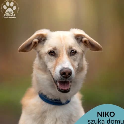 Niko, male puppy Mixed Breed for adoption at Fundacja Puszatek, Warszawa