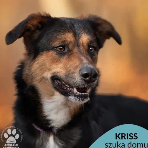 Kriss, male 6yo Mixed Breed for adoption at Fundacja Puszatek, Warszawa