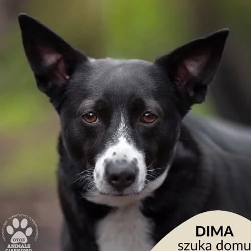 Dima, female 5yo Mixed Breed for adoption at Fundacja Puszatek, Warszawa