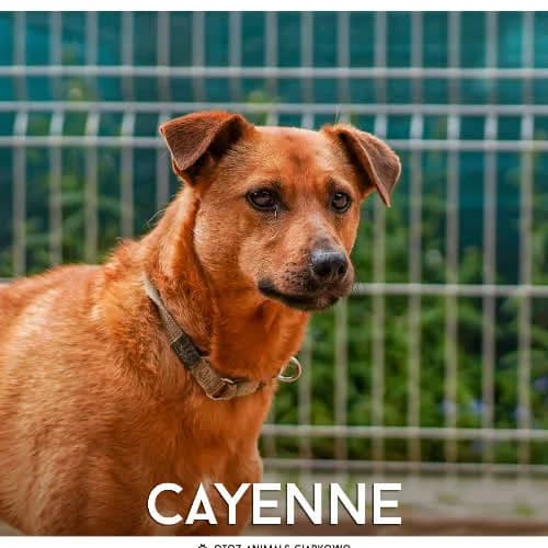 Cayenne, male senior Mixed Breed for adoption at Fundacja Puszatek, Warszawa