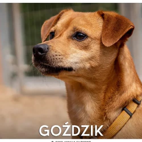GOŹDZIK, male puppy Mixed Breed for adoption at Fundacja Puszatek, Warszawa