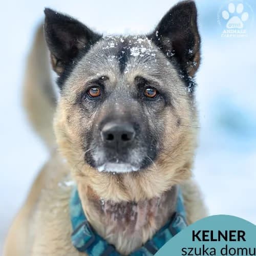 Kelner, male puppy Mixed Breed for adoption at Fundacja Puszatek, Warszawa