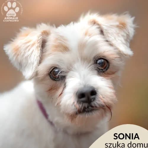 Sonia, female puppy Mixed Breed for adoption at Fundacja Puszatek, Warszawa
