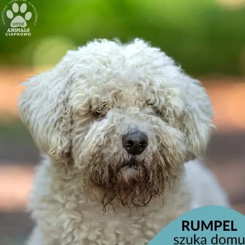 Rumpel, male puppy Mixed Breed for adoption at Fundacja Puszatek, Warszawa
