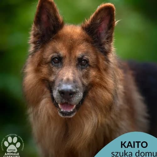Kaito, male puppy Mixed Breed for adoption at Fundacja Puszatek, Warszawa