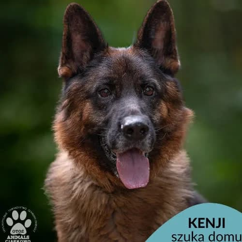 Kenji, male puppy Mixed Breed for adoption at Fundacja Puszatek, Warszawa