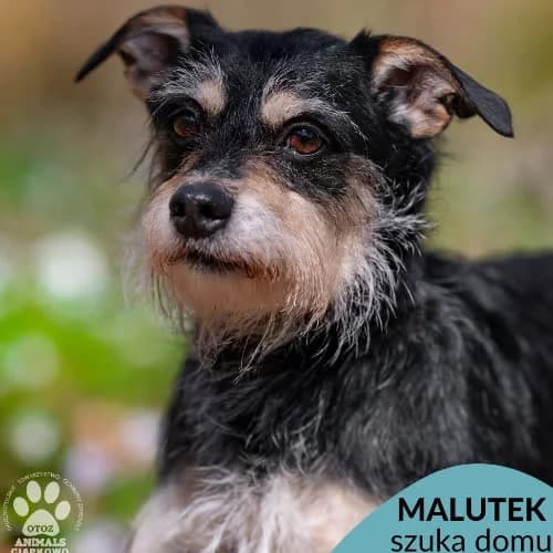 Malutek, male puppy Mixed Breed for adoption at Fundacja Puszatek, Warszawa