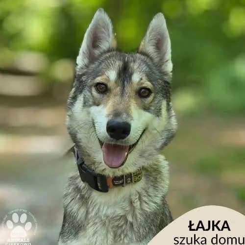 Łajka, female puppy Mixed Breed for adoption at Fundacja Puszatek, Warszawa