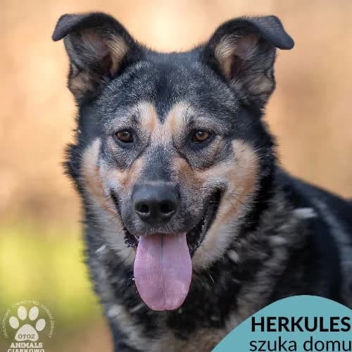Herkules, male puppy Mixed Breed for adoption at Fundacja Puszatek, Warszawa