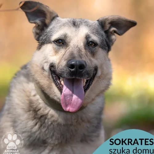 Sokrates, male puppy Mixed Breed for adoption at Fundacja Puszatek, Warszawa