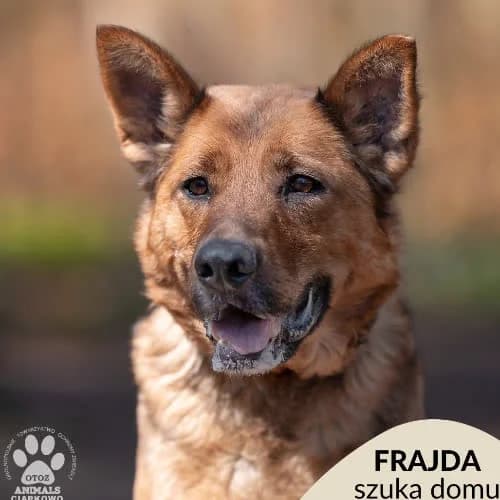Frajda, female puppy Mixed Breed for adoption at Fundacja Puszatek, Warszawa