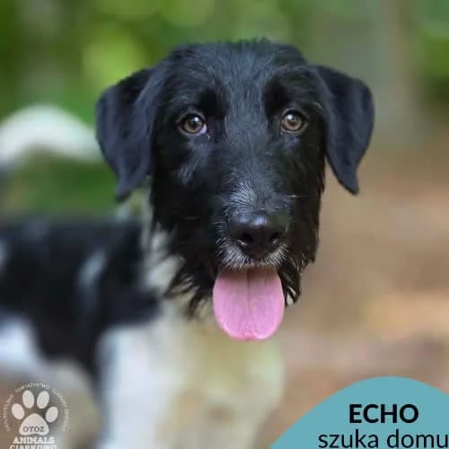 Echo, male puppy Mixed Breed for adoption at Fundacja Puszatek, Warszawa