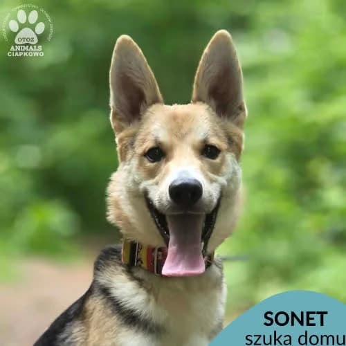 Sonet, male puppy Mixed Breed for adoption at Fundacja Puszatek, Warszawa