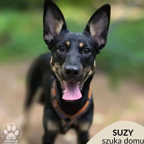 Suzy, female puppy Mixed Breed for adoption at Fundacja Puszatek, Warszawa