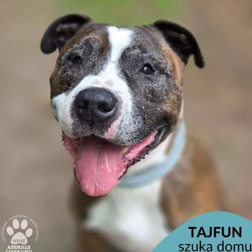 Tajfun, male puppy Mixed Breed for adoption at Fundacja Puszatek, Warszawa