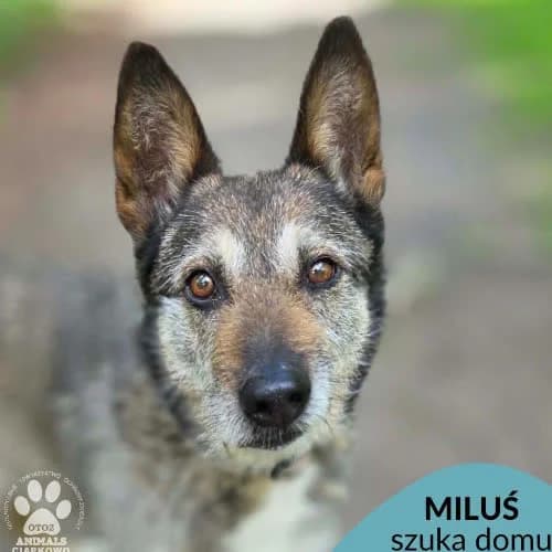 Miluś, male puppy Mixed Breed for adoption at Fundacja Puszatek, Warszawa
