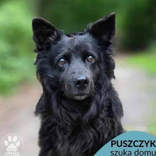 Puszczyk, male puppy Mixed Breed for adoption at Fundacja Puszatek, Warszawa