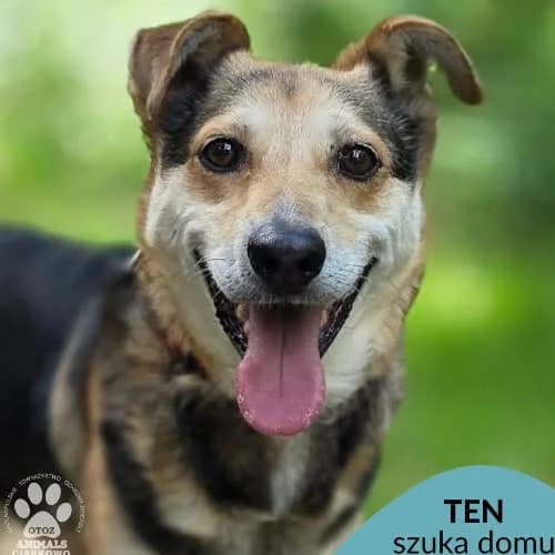 Ten, male puppy Mixed Breed for adoption at Fundacja Puszatek, Warszawa