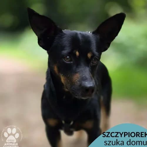 Sczypiorek, male puppy Mixed Breed for adoption at Fundacja Puszatek, Warszawa