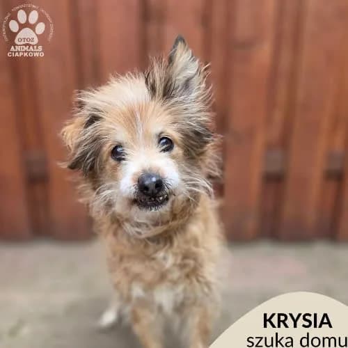 Krysia, female puppy Mixed Breed for adoption at Fundacja Puszatek, Warszawa