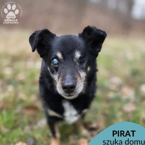 Pirat, male puppy Mixed Breed for adoption at Fundacja Puszatek, Warszawa
